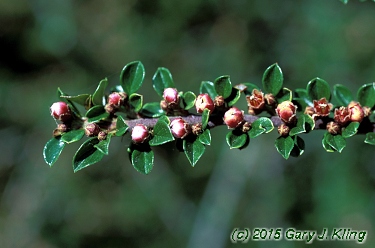 Cotoneaster horizontalis