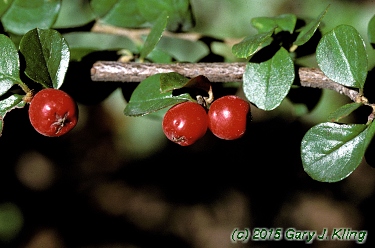 Cotoneaster horizontalis