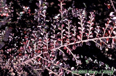 Cotoneaster horizontalis