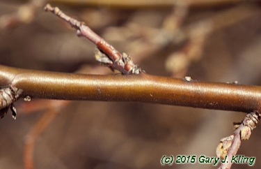 Cotoneaster lucidus