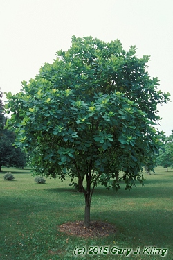Cotinus obovatus