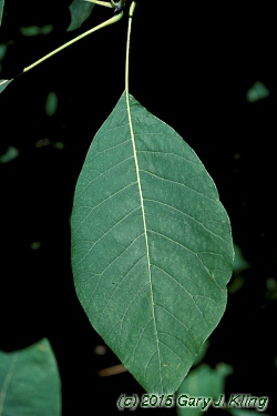 Cotinus obovatus