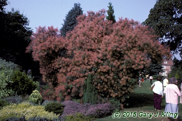 Cotinus obovatus