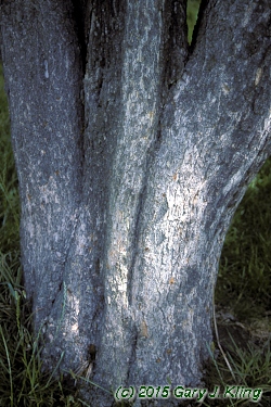 Cotinus obovatus