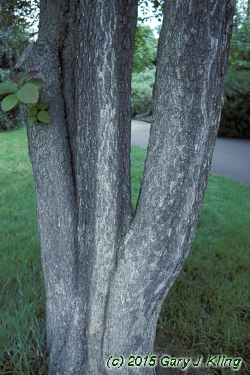 Cotinus obovatus