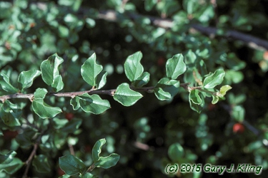 Cotoneaster apiculatus