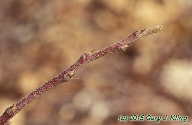 Cotoneaster apiculatus