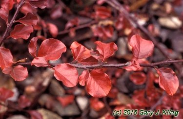Cotoneaster apiculatus