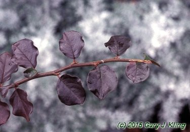 Cotoneaster apiculatus