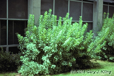 Cotinus coggygria