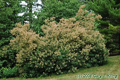 Cotinus coggygria