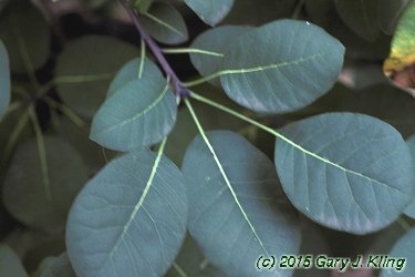 Cotinus coggygria