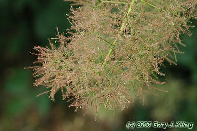 Cotinus coggygria