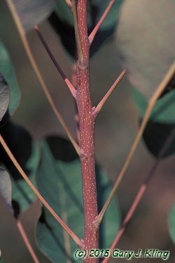 Cotinus coggygria 'Purpureus'