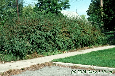 Cotoneaster divaricatus