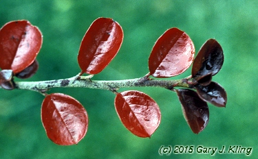 Cotoneaster divaricatus