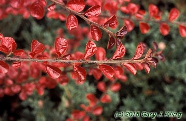 Cotoneaster divaricatus