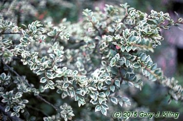 Cotoneaster horizontalis 'Variegatus'