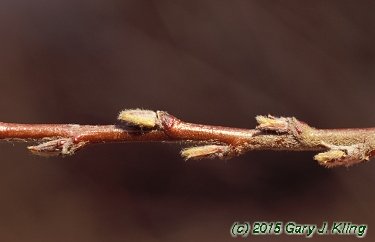 Cotoneaster lucidus