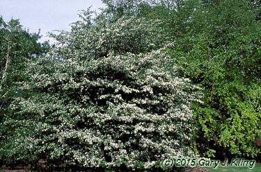 Crataegus crus-galli
