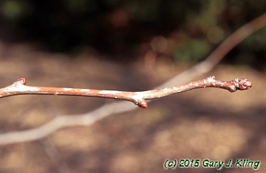 Crataegus crus-galli var. inermis