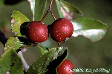 Crataegus crus-galli var. inermis