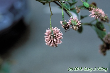 Crataegus crus-galli var. inermis