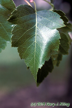Crataegus phaenopyrum