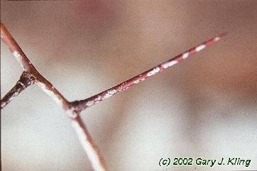 Crataegus phaenopyrum