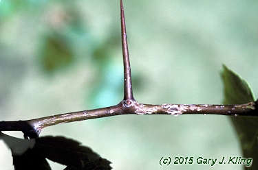 Crataegus phaenopyrum