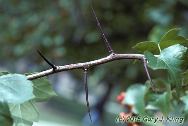 Crataegus phaenopyrum