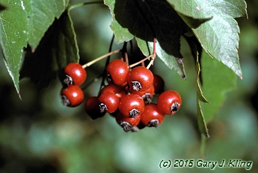 Crataegus phaenopyrum