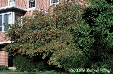 Crataegus phaenopyrum