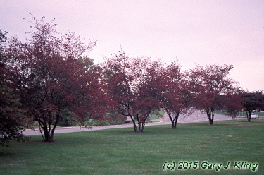 Crataegus phaenopyrum