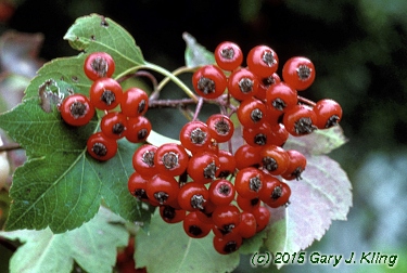 Crataegus phaenopyrum