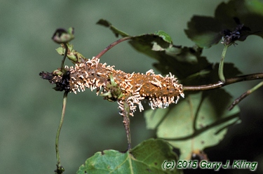 Crataegus phaenopyrum