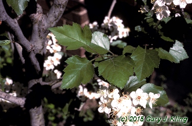 Crataegus viridis 'Winter King'