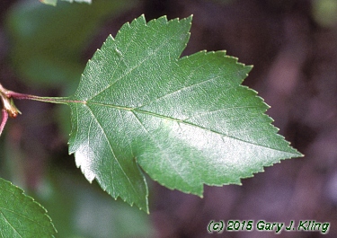 Crataegus viridis 'Winter King'