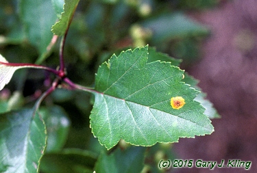 Crataegus viridis 'Winter King'