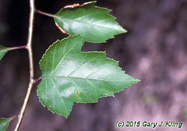 Crataegus viridis 'Winter King'