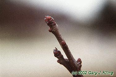 Crataegus viridis 'Winter King'