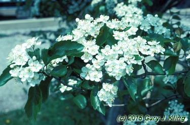 Crataegus viridis 'Winter King'