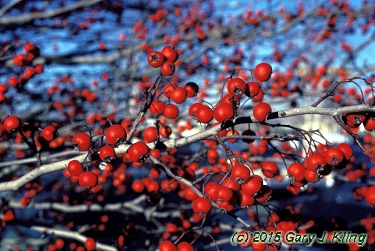 Crataegus viridis 'Winter King'