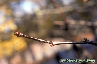 Crataegus crus-galli