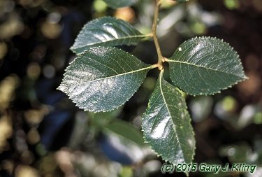 Crataegus crus-galli var. inermis