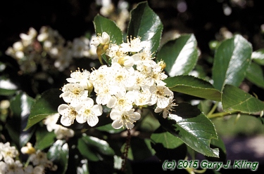 Crataegus x lavallei