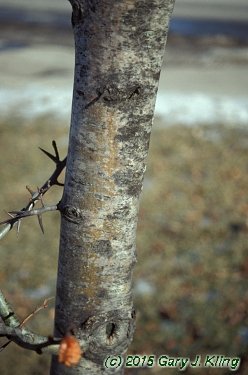 Crataegus x lavallei