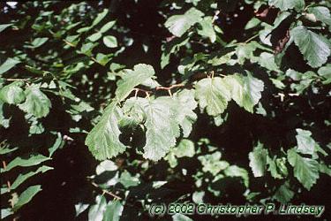 Crataegus mollis