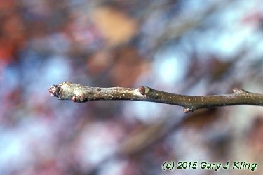 Crataegus viridis 'Winter King'