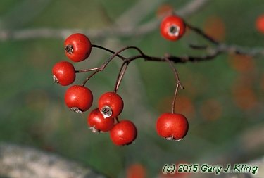 Crataegus viridis 'Winter King'